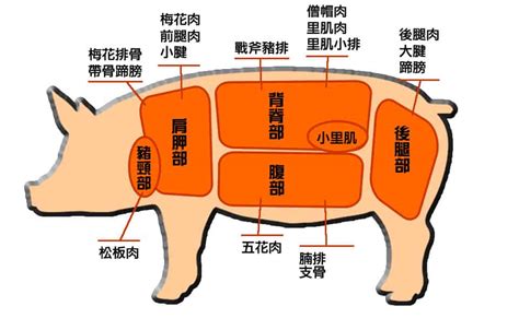 豬鼻筋|豬肉部位圖全解析！搞懂豬五花/胛心/梅花肉在哪,怎煮。